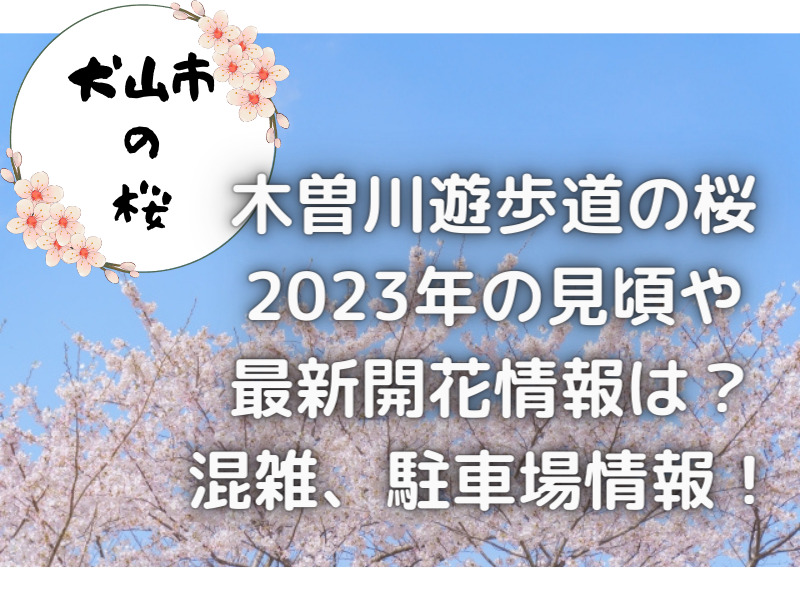 愛知県犬山市　木曽川遊歩道の桜　2023